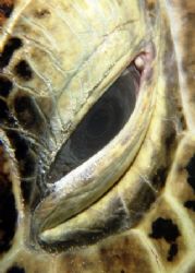 Turtle Close up by Frankie Lim 